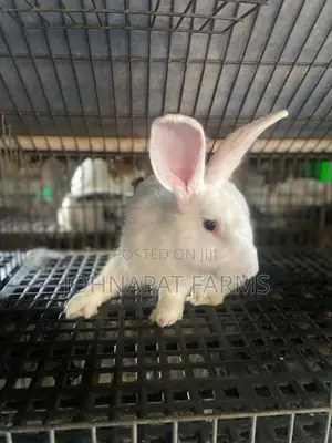 Healthy Meat Rabbit