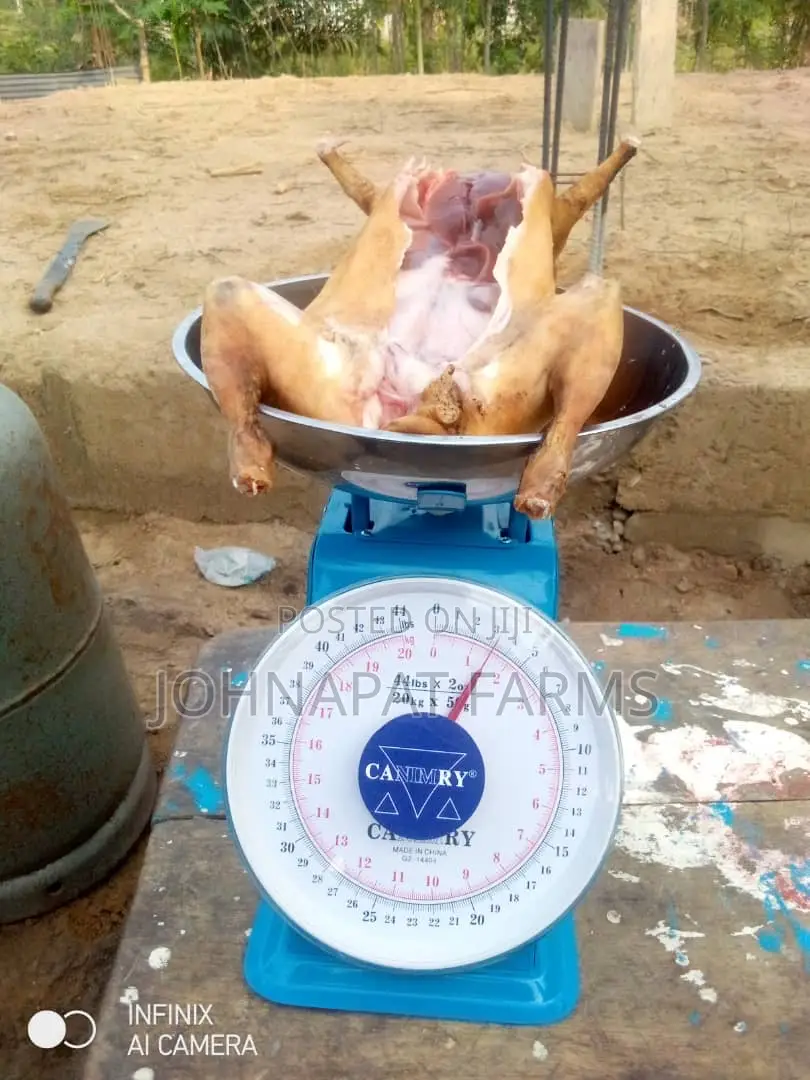 Healthy Meat Rabbit
