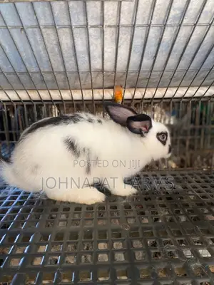 Healthy Meat Rabbit