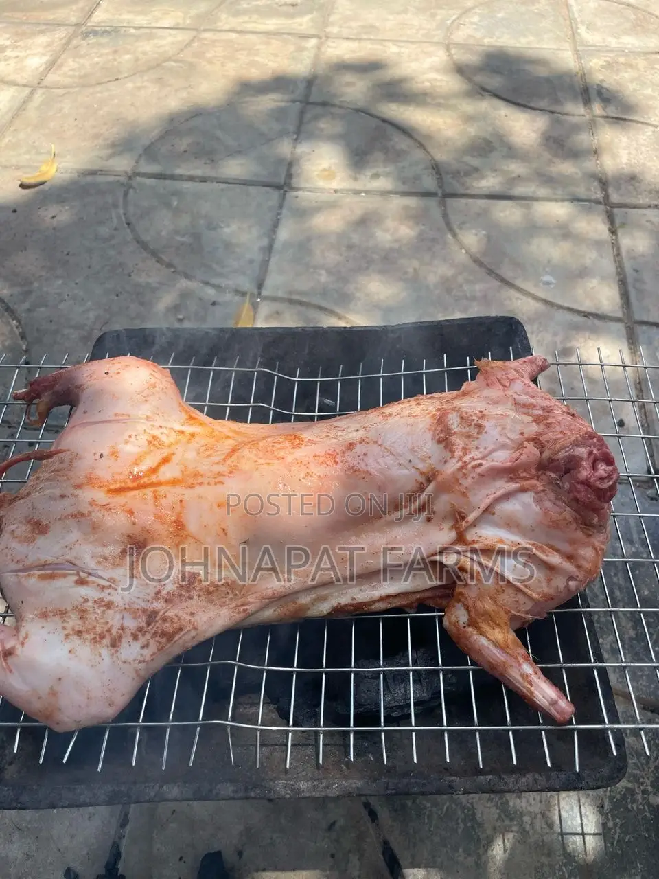 Healthy Meat Rabbit