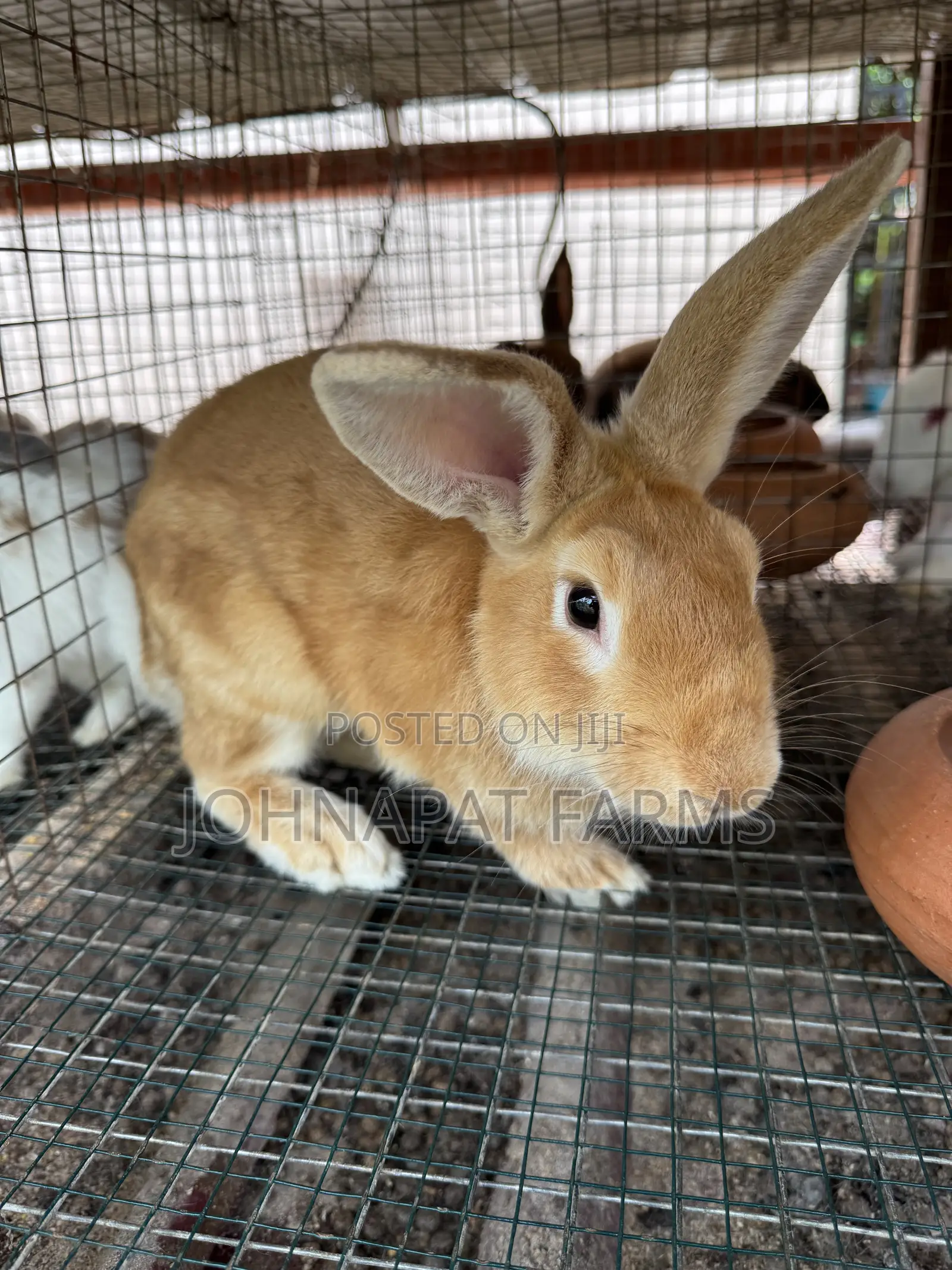 Healthy Meat Rabbit