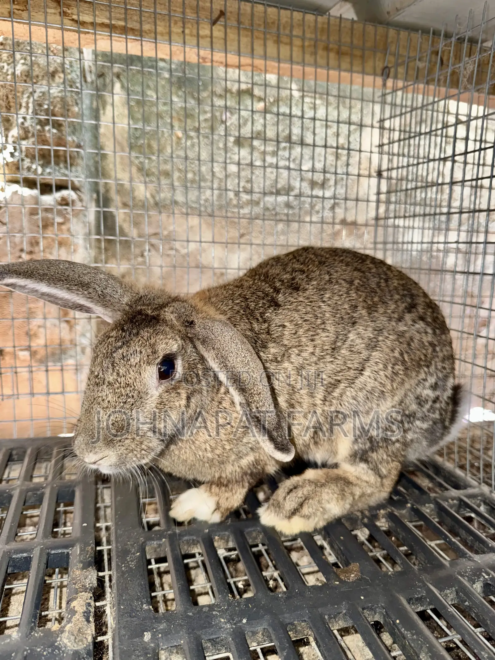 Healthy Meat Rabbit