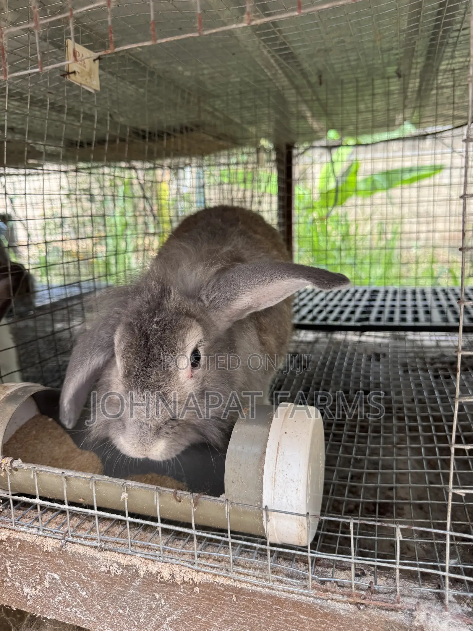 Healthy Meat Rabbit