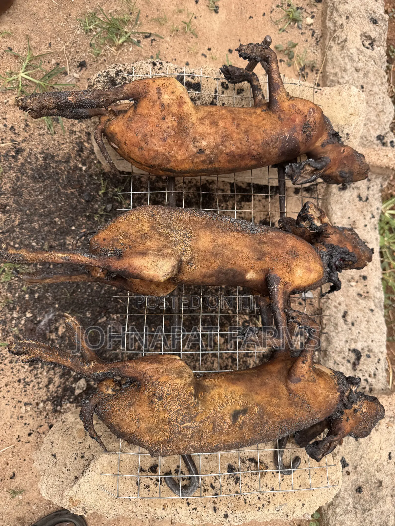 Healthy Meat Rabbit