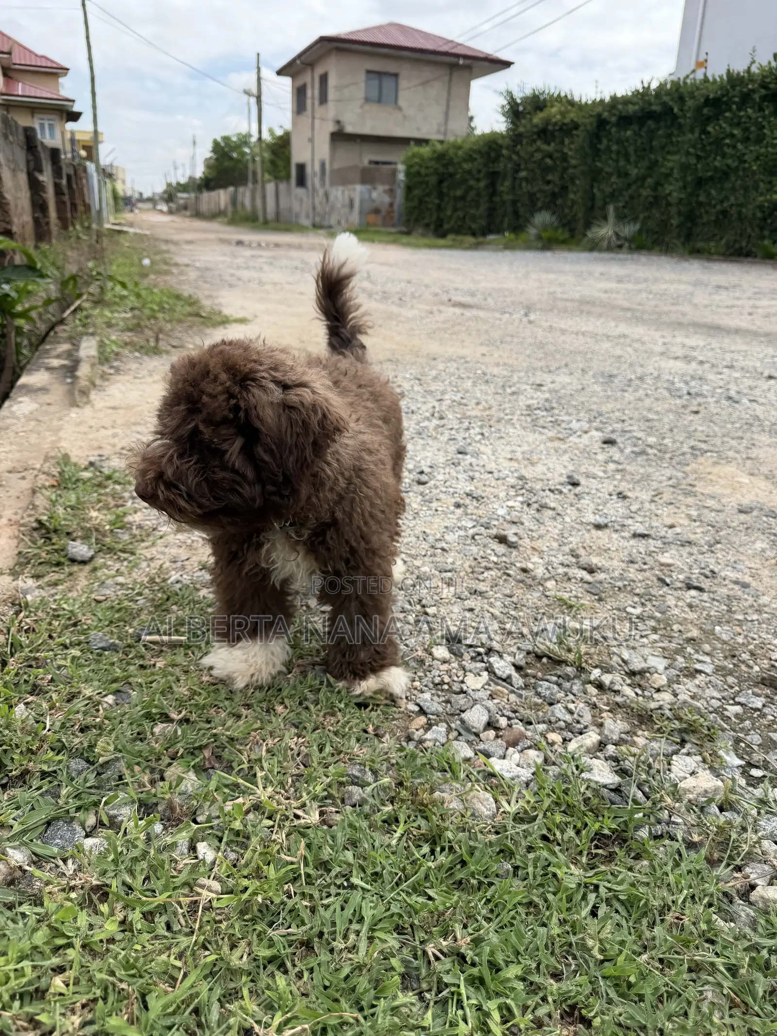3-6 months Male Mixed Breed Maltipoo
