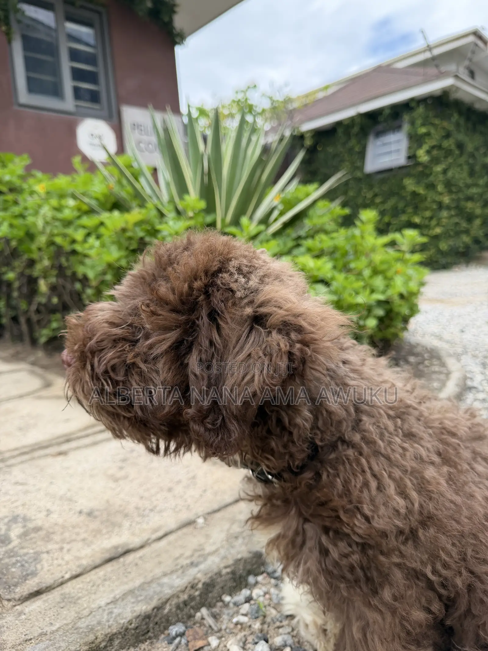 3-6 months Male Mixed Breed Maltipoo