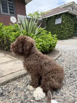 3-6 months Male Mixed Breed Maltipoo