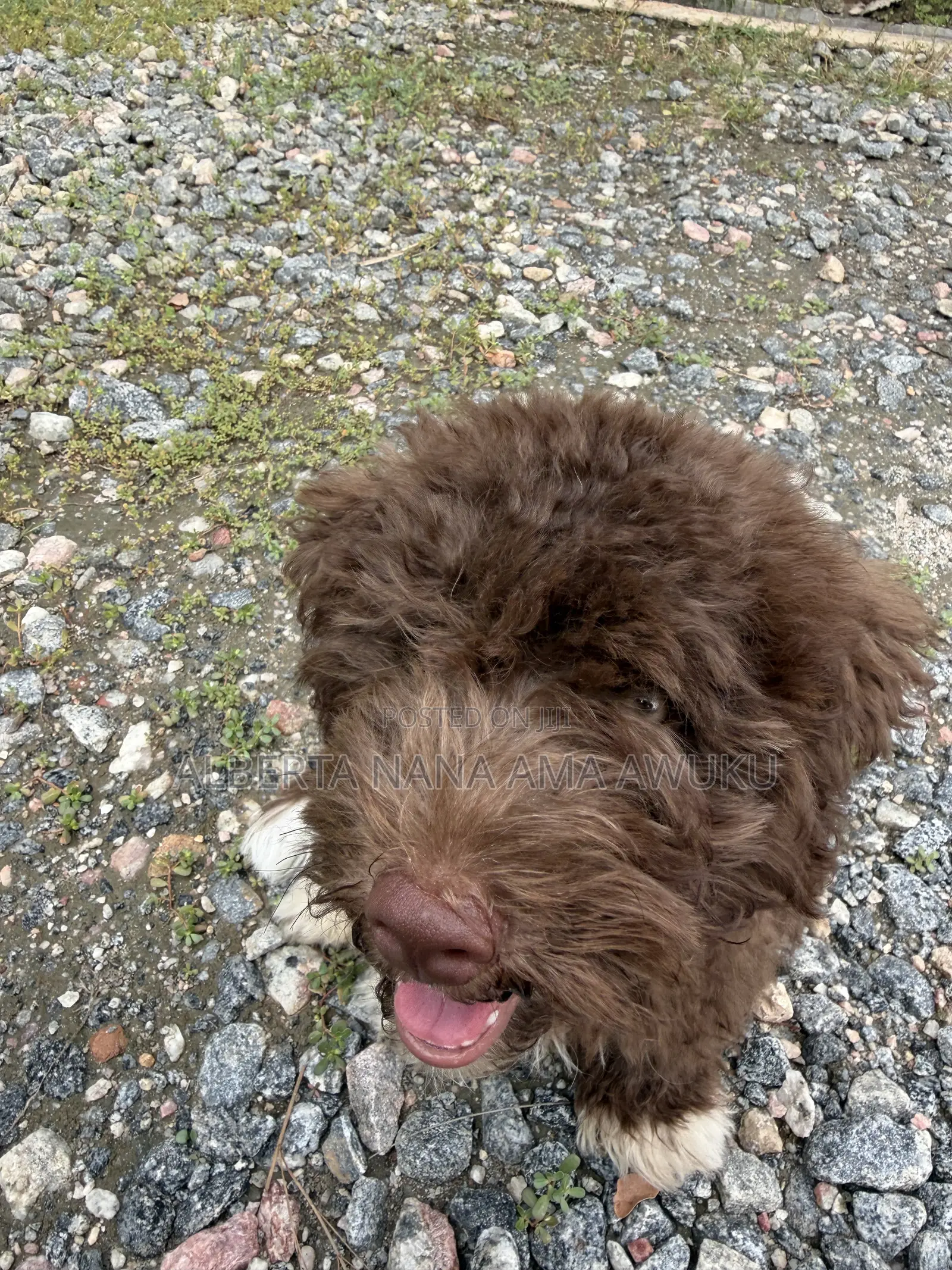 3-6 months Male Mixed Breed Maltipoo