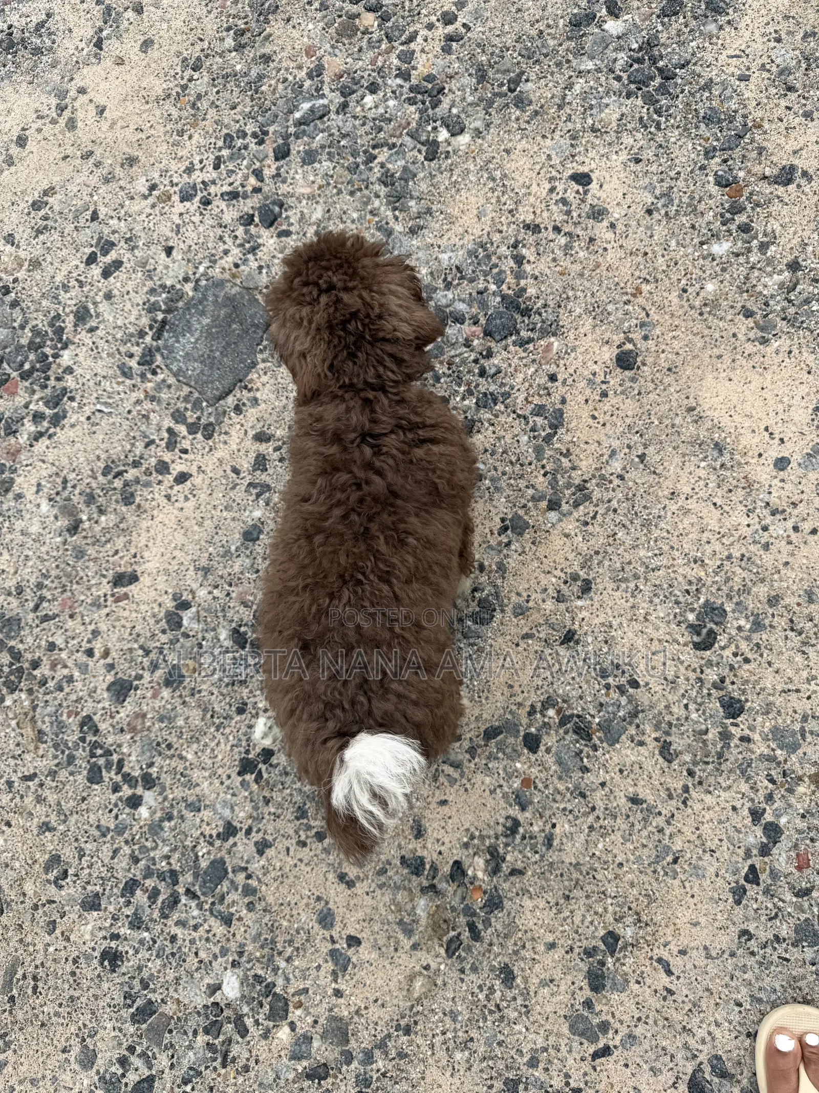 3-6 months Male Mixed Breed Maltipoo