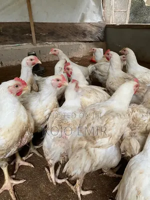 Broiler Fowl