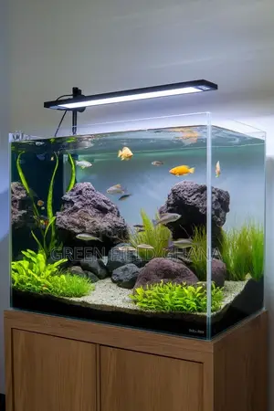 Aquarium Tanks and Fishes