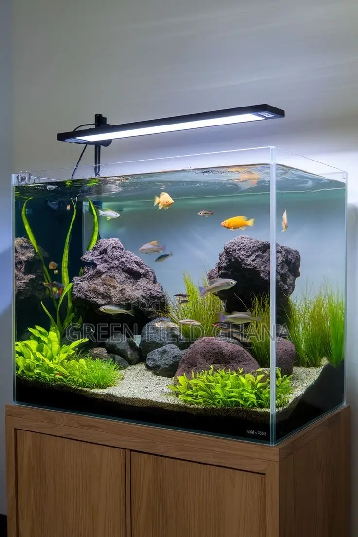 Aquarium Tanks and Fishes