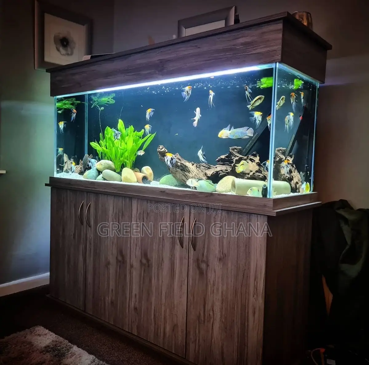 Aquarium Tanks and Fishes