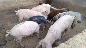 Less Fat Pig for Sell