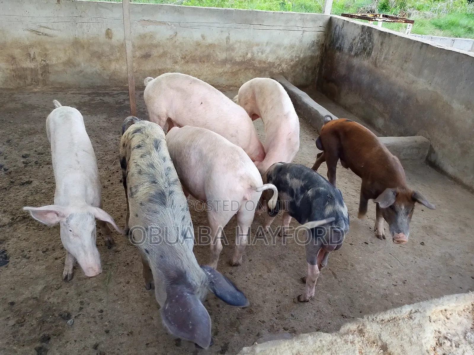 Less Fat Pig for Sell
