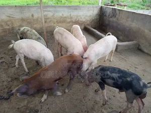 Less Fat Pig for Sell