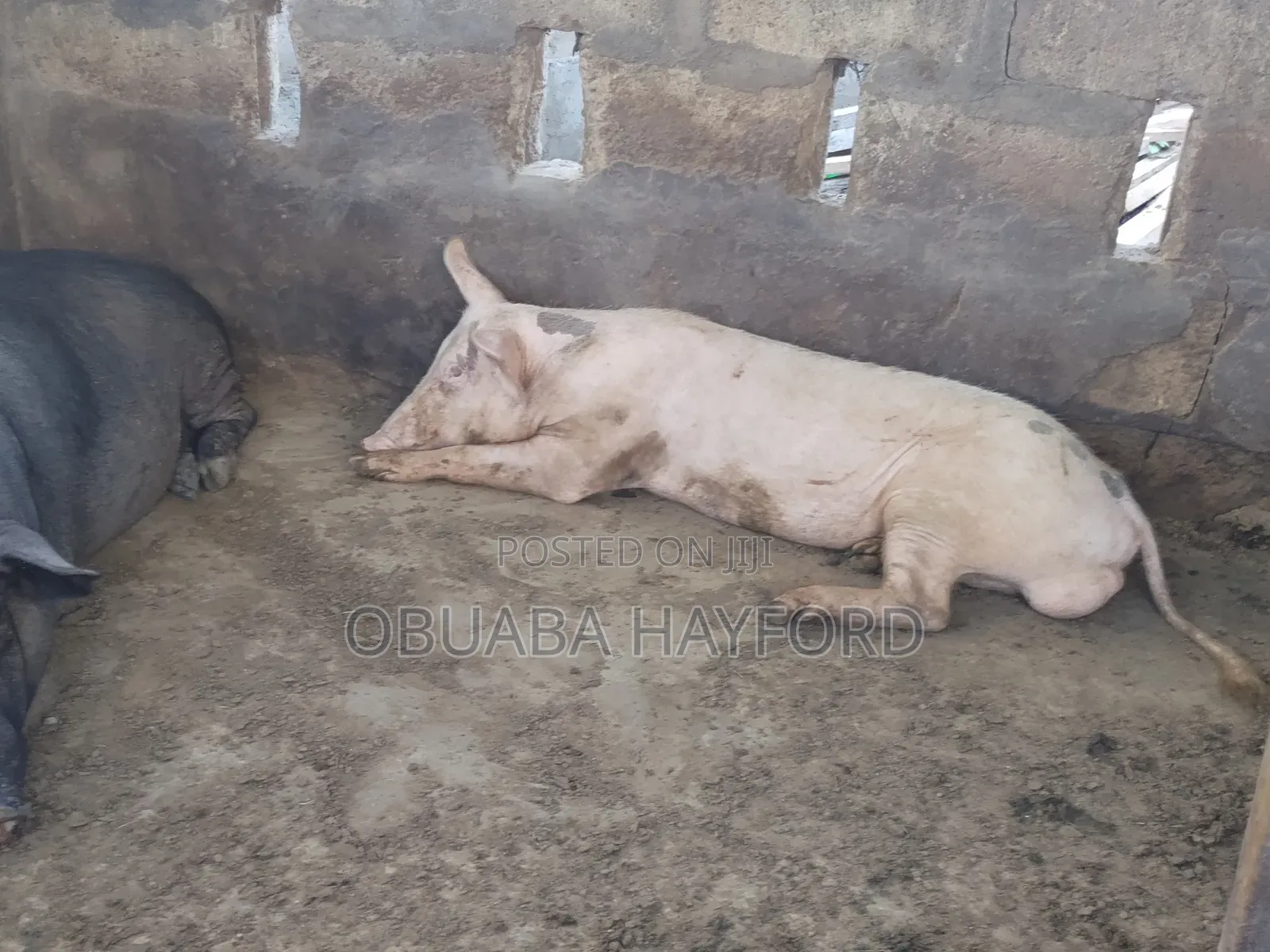Less Fat Pig for Sell