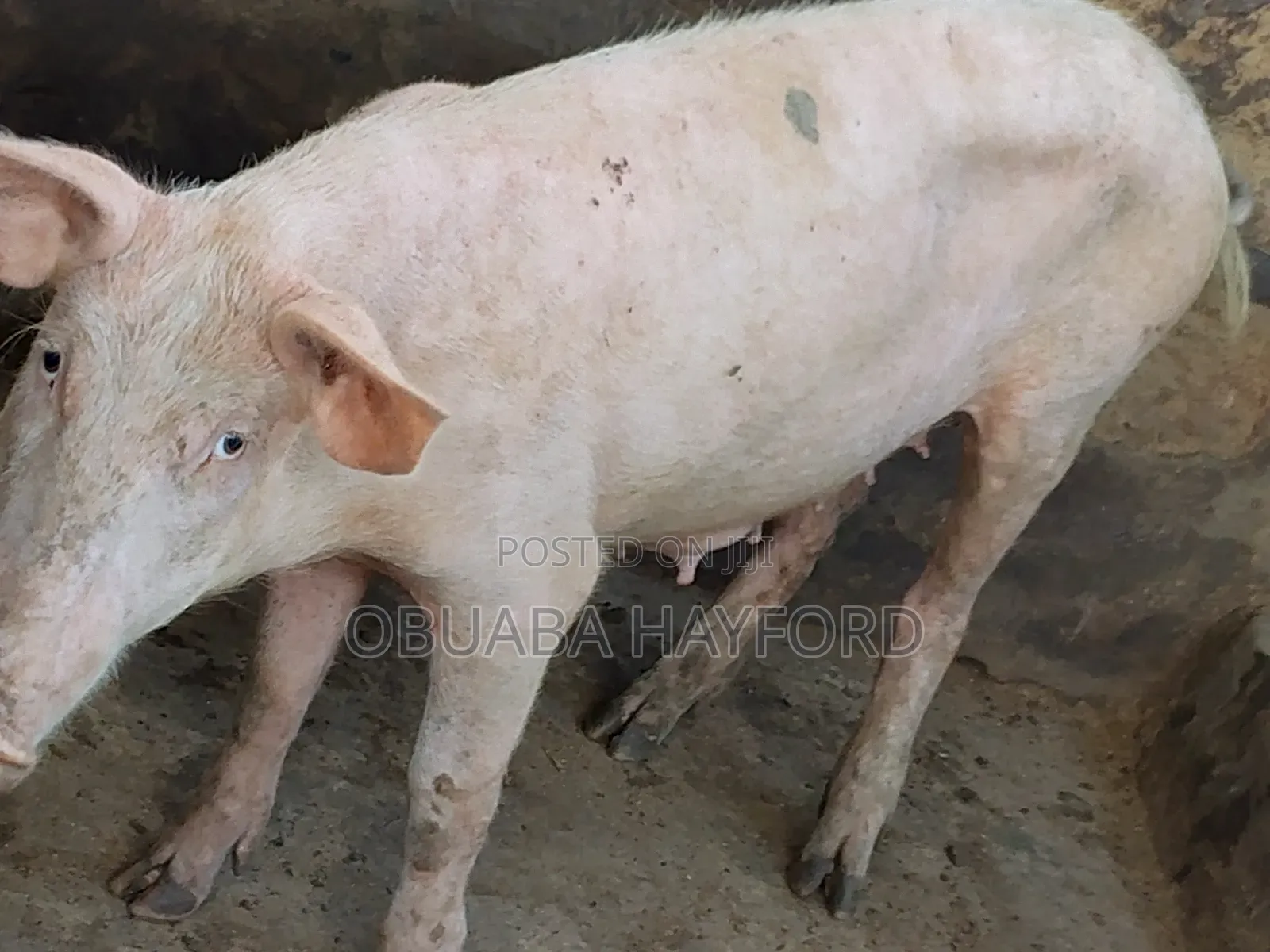 Less Fat Pig for Sell