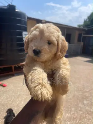 1-3 months Female Purebred Poodle