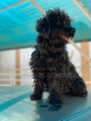 1+ year Male Purebred Poodle