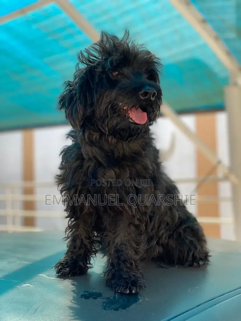 1+ year Male Purebred Poodle