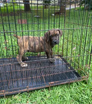 1-3 months Female Purebred Boerboel