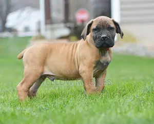 1-3 months Female Purebred Boerboel