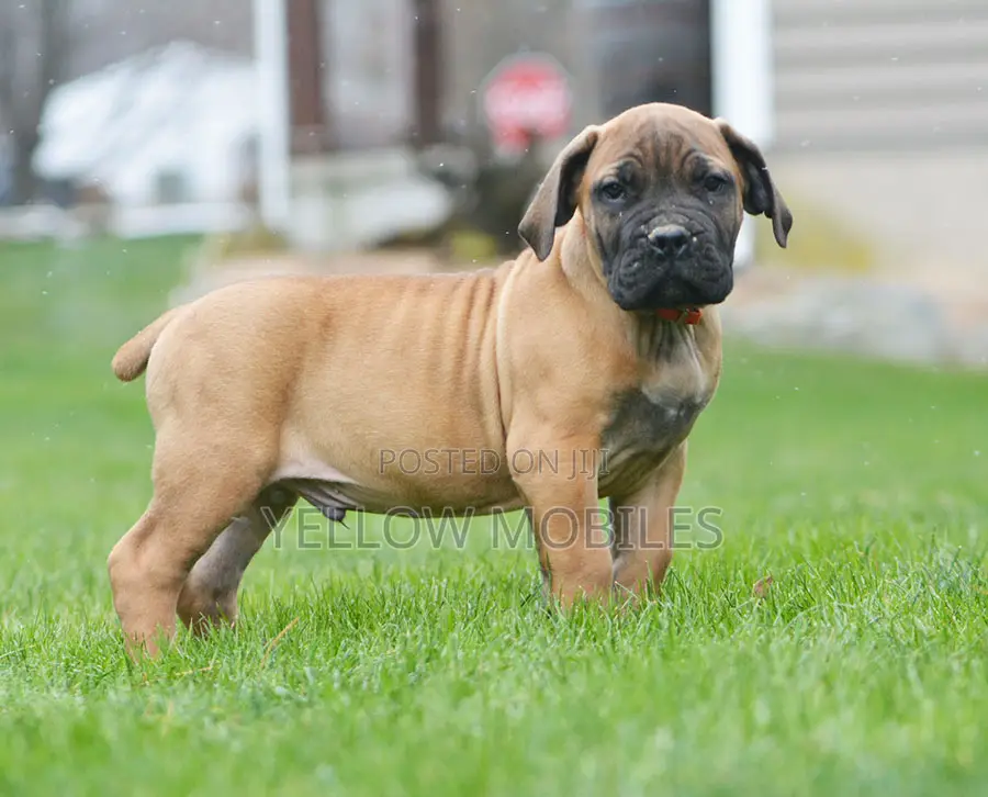 1-3 months Female Purebred Boerboel