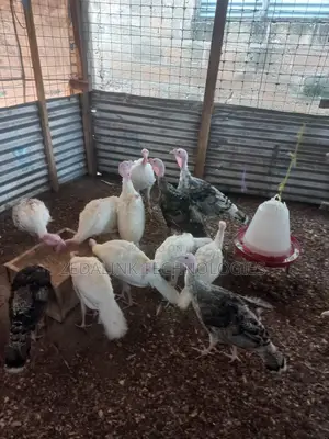 Turkeys for Sale