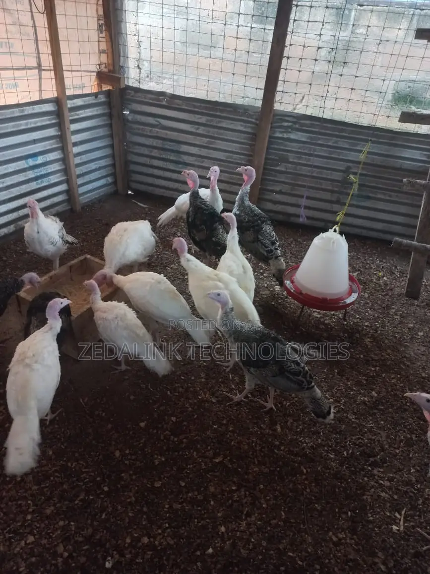 Turkeys for Sale
