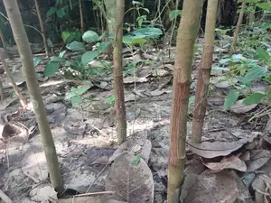 Rubber Stumps