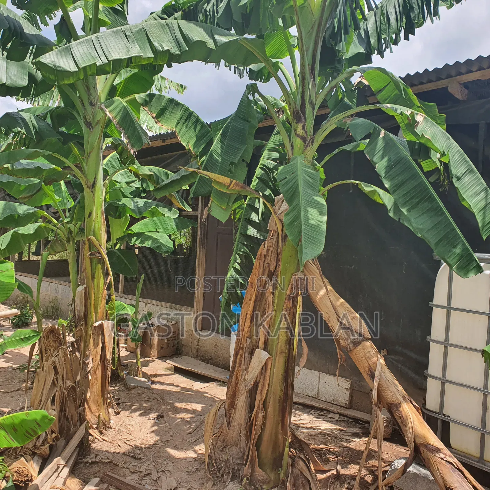 Poultry Farm for Sale – Teiman, Accra