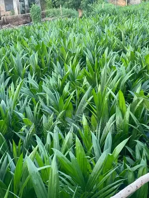 Tenera Oil Palm Seedlings