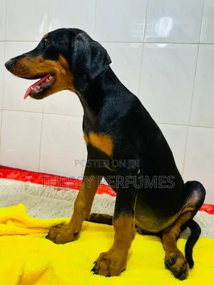 1-3 months Male Purebred Doberman Pinscher