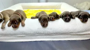 0-1 month Female Purebred Doberman Pinscher