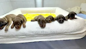 0-1 month Female Purebred Doberman Pinscher