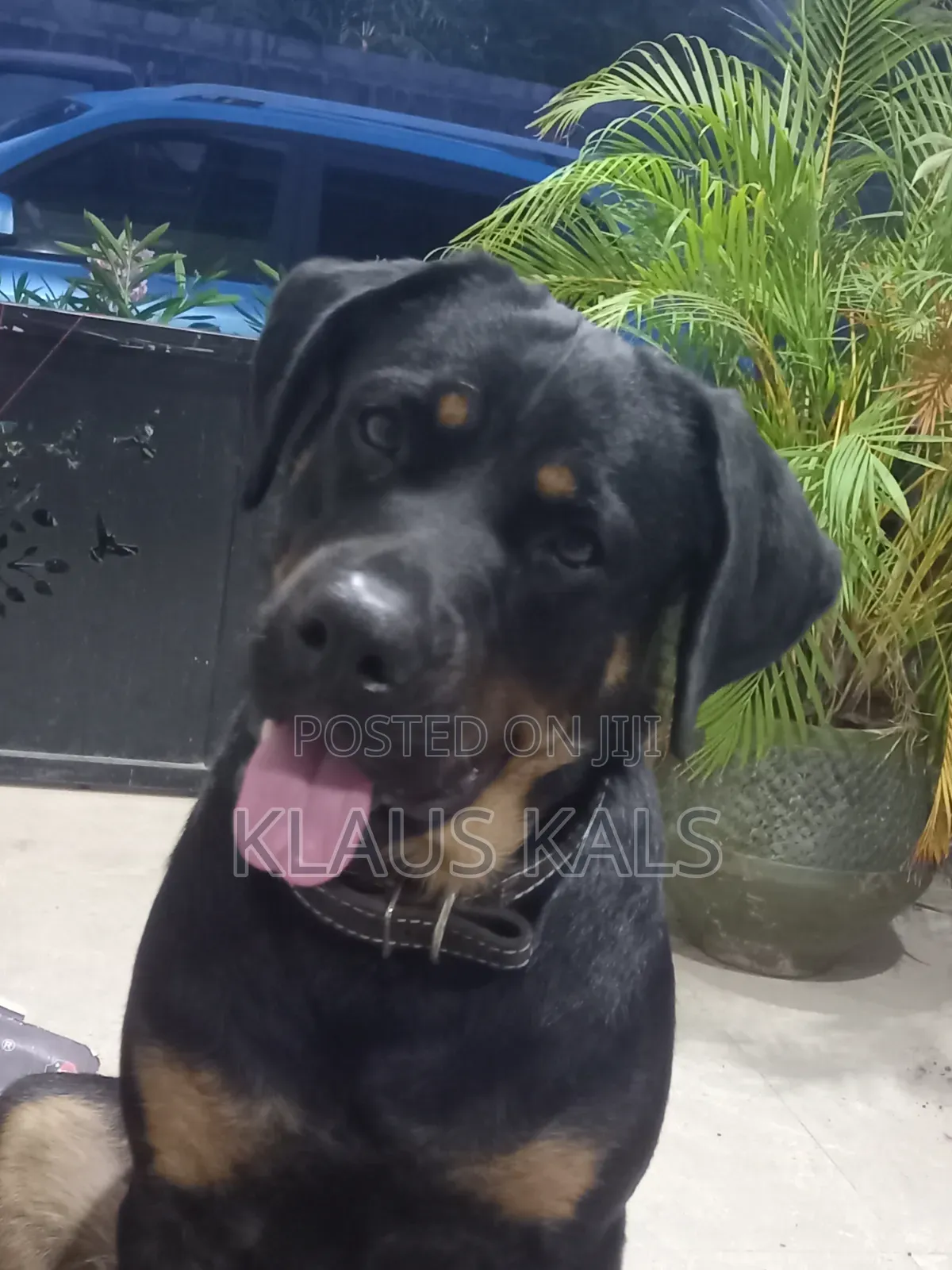 1-3 months Male Purebred Rottweiler