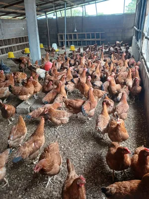Poutry Farm