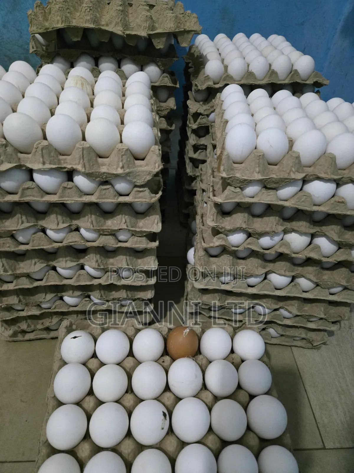 Fresh Farm Eggs for Sale. Available for Both Wholesale and Retail