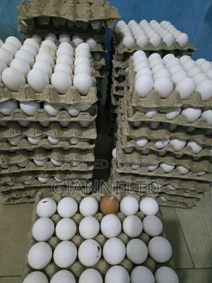 Fresh Farm Eggs for Sale. Available for Both Wholesale and Retail