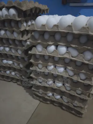 Fresh Farm Eggs for Sale. Available for Both Wholesale and Retail