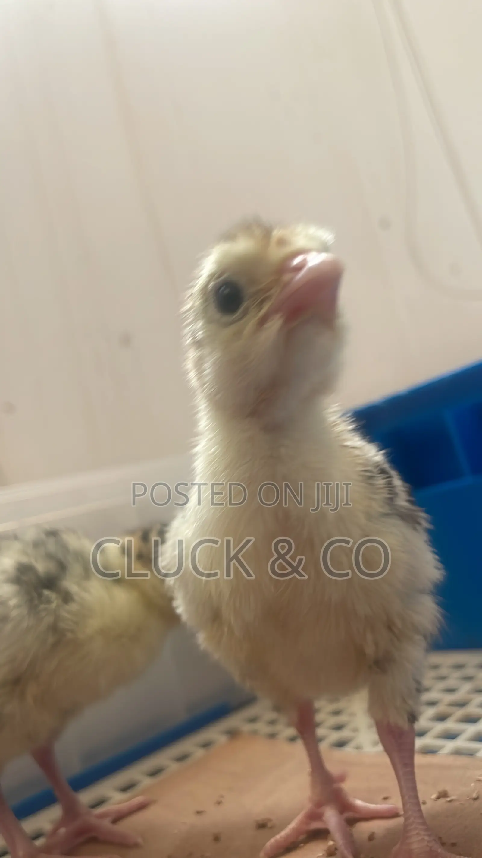 Healthy Day Old Hybrid Turkey Poults For Sale