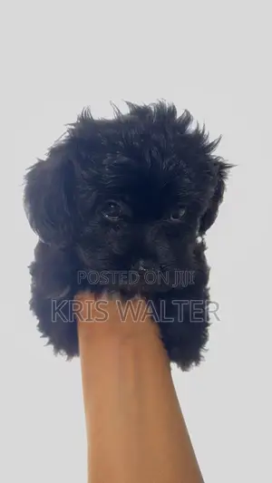 1-3 months Female Purebred Shih Tzu