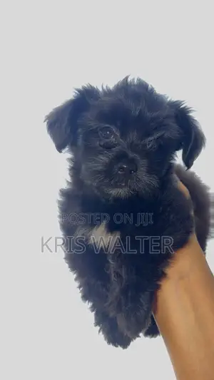 1-3 months Female Purebred Shih Tzu
