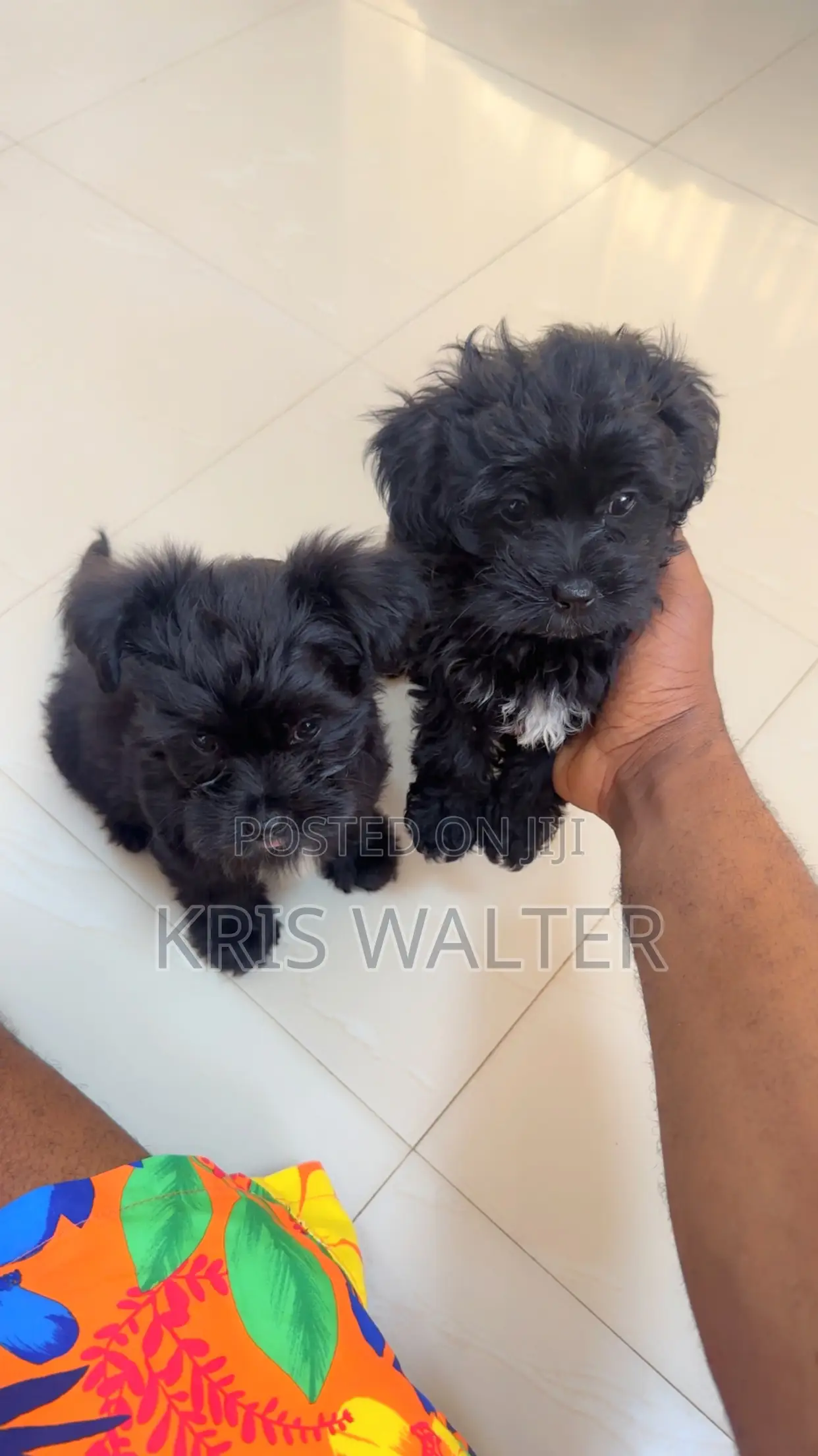 1-3 months Female Purebred Shih Tzu