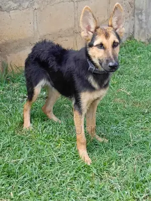 3-6 months Male Mixed Breed German Shepherd