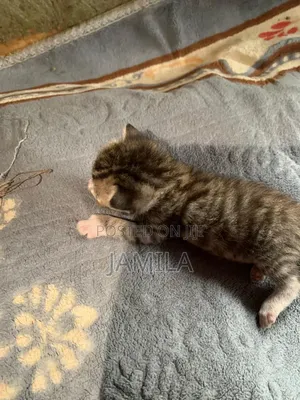 1-3 months Male Mixed Breed Cat