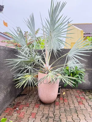 Silver Bismarkia