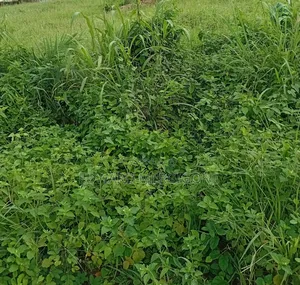 Half Plot of Land at Mfensi