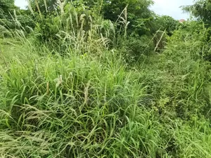 25 Acres Farm Land for Sale at Aputuogya Bekwai Road.